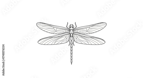Detailed Line Art Illustration of a Dragonfly with Intricate Wing Patterns and Delicate Features
