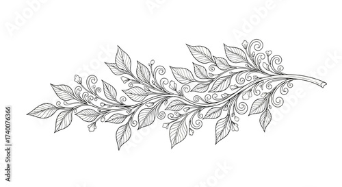 Delicate line art illustration of a leafy branch with swirling tendrils design element