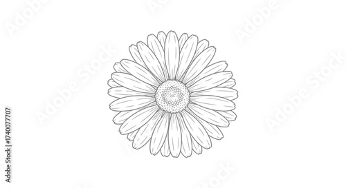 Detailed line drawing of a gerbera daisy flower against a white backdrop suitable for creative