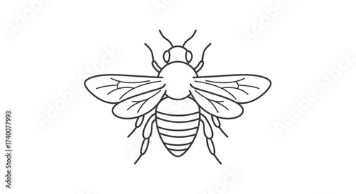 Detailed line drawing of a bee with spread wings and striped abdomen illustration