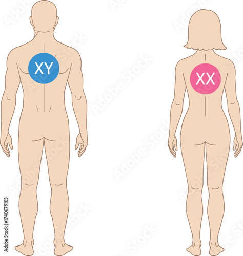 human body anatomy illustration, male XY female XX chromosome vector, genetics biology diagram, medical science drawing, gender chromosome difference, dna education concept graphic