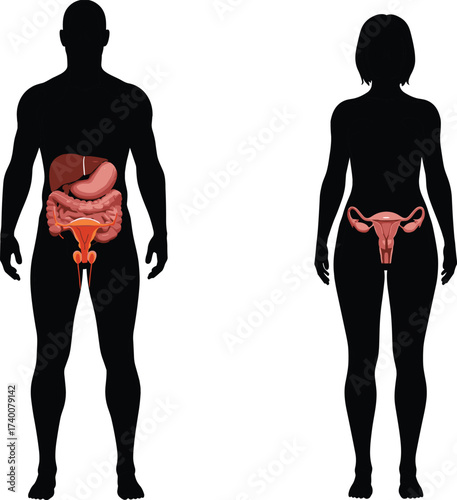 Human male female anatomy silhouette with digestive system, reproductive organs, internal organs medical illustration, educational vector design, biology science diagram