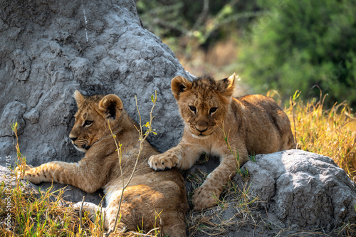 Φωτογραφία Two extremely cute lion cubs in the Okavango Delta in Botswana