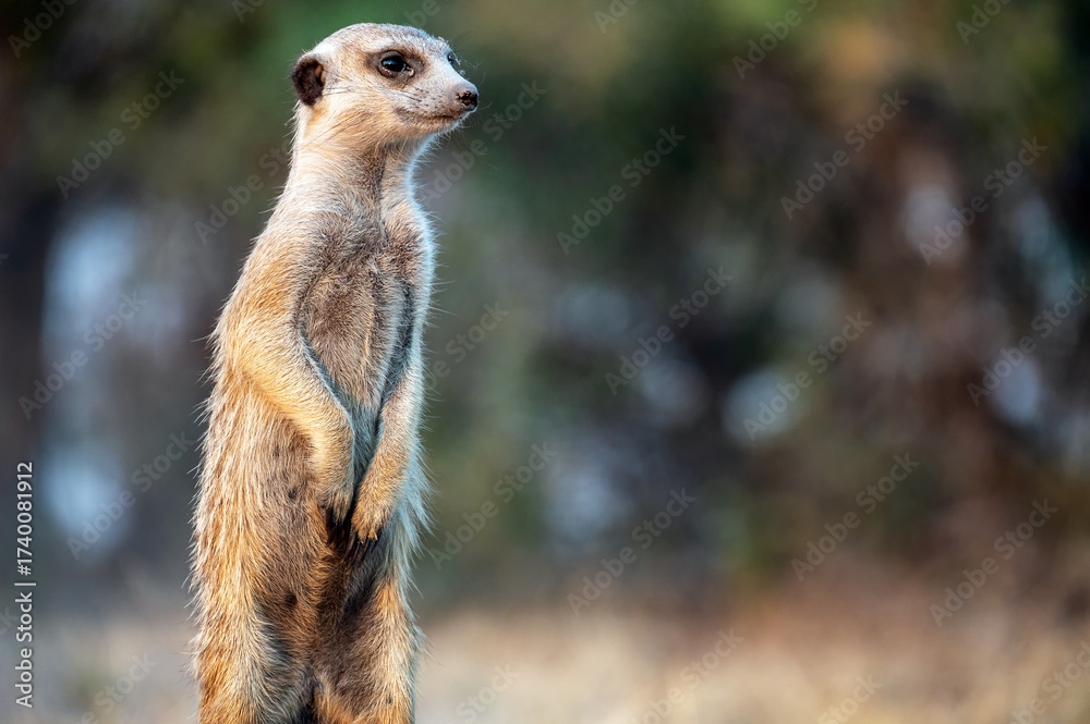 Fototapeta premium Curious meerkat standing on its hind legs near the Nwetwe Salt Pan in Botswana