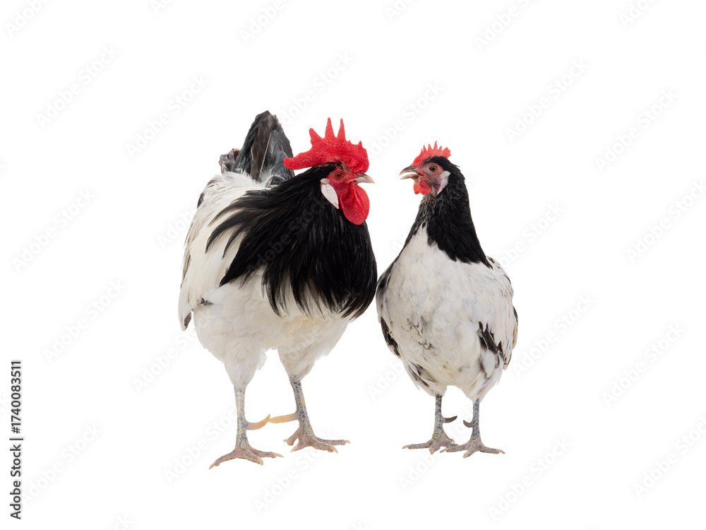 Fototapeta premium rooster and hen isolated on white background