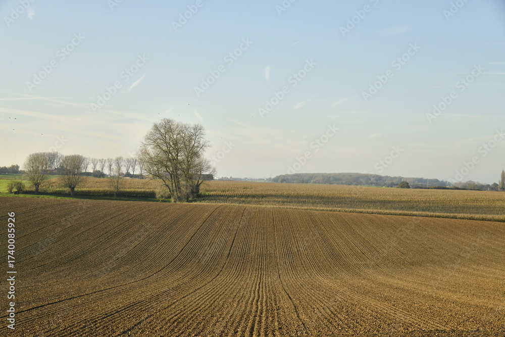 Fototapeta premium Arbres isolés sous la lumière du coucher de soleil à Écaussinnes d'Enghien (Soignies)