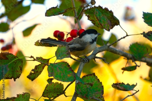 chickadee bird on a branch with red berries