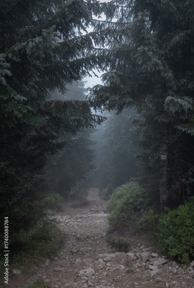 Fototapeta premium Mysterious foggy forest trail leading to the mountains in the morning mist. 