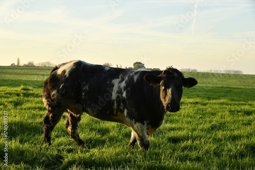 Bild auf Leinwand Vache laitière blanc-bleu belge sous la lumière du coucher de soleil à Écaussinn