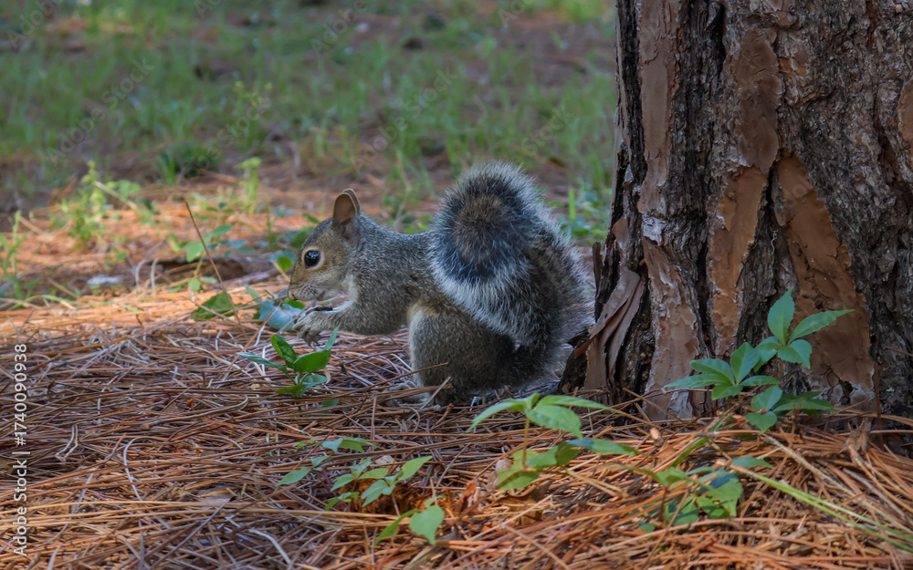 Naklejka premium squirrel in the forest