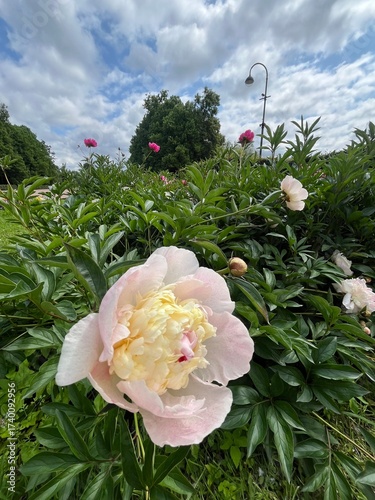 Tender white and pink peony, natural tender flower 