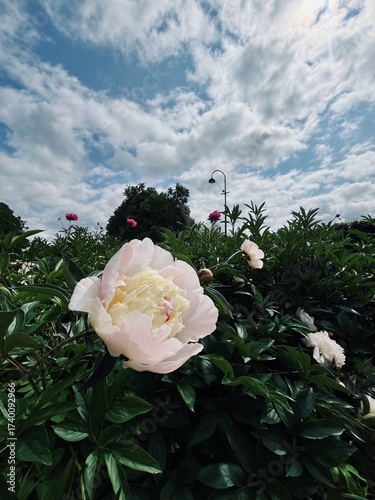 Tender white and pink peony, natural tender flower 