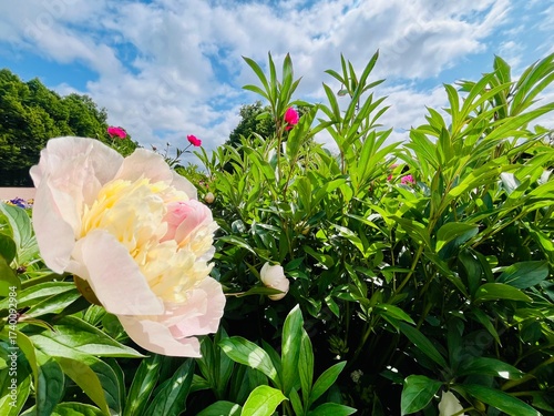 Tender white and pink peony, natural tender flower 