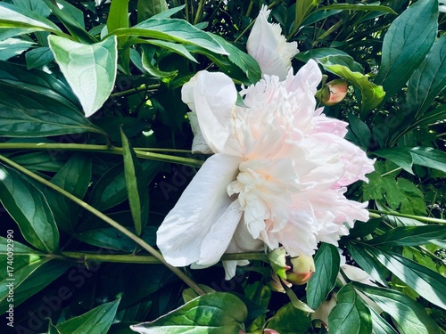 Tender white and pink peony, natural tender flower 
