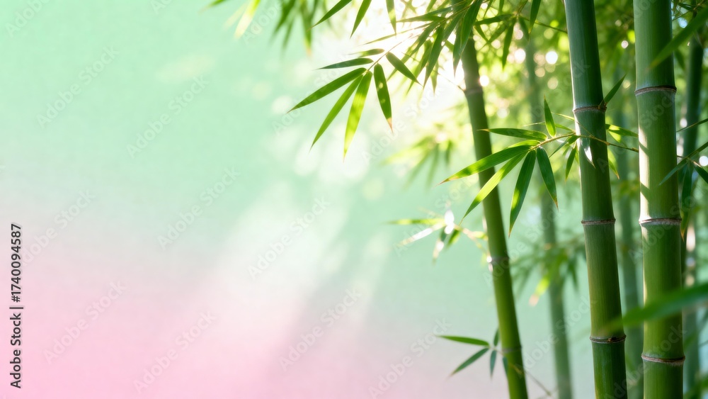 Obraz premium Bamboo forest with sunlight