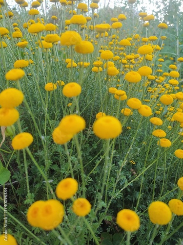Vibrant Yellow Button-Shaped Flowers in a Meadow, Natural Background

