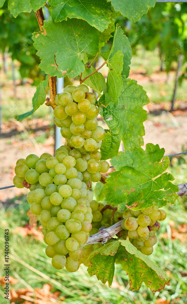 Obraz premium Close-up of ripe green grapes hanging on the vine in a vineyard. Fresh and natural fruit ready for harvest, symbolizing winemaking, agriculture, and organic farming in a scenic countryside setting.