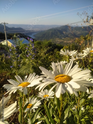 Close-up of Daisies Overlooking a Distant River Valley and Mountains at Sunset