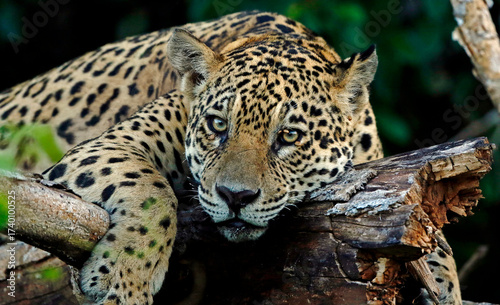 Jaguar in the Pantanal