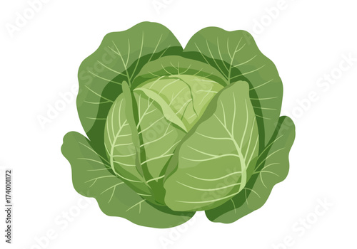 Vibrant Green Cabbage Head with Detailed Leaf Veins.