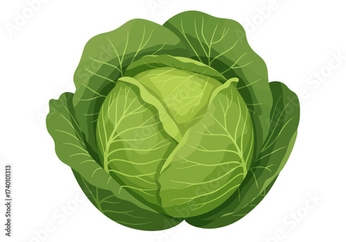 Fresh green cabbage head with large leaves isolated on white background.