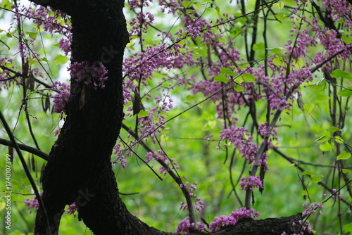 pink  tree in bloom