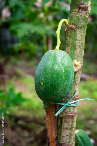Organic green papaya hanging on tree