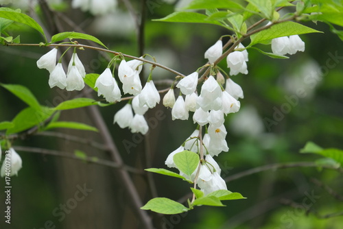 blooming white flowers