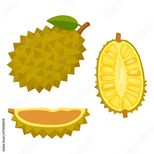 Exotic Jackfruit Fruit Illustration: Whole, Halved, and Sliced isolated on white Background