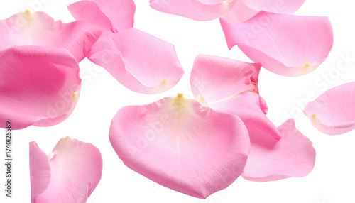 Wallpaper Mural Delicate pink rose petals scattered.  Soft, light pink petals, various shapes and sizes, lie loosely on a black background.  Slight highlights on the petals Torontodigital.ca