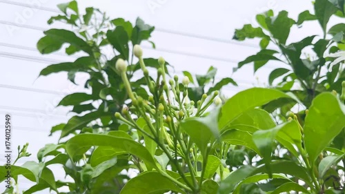 green leaves with a bright blue sky