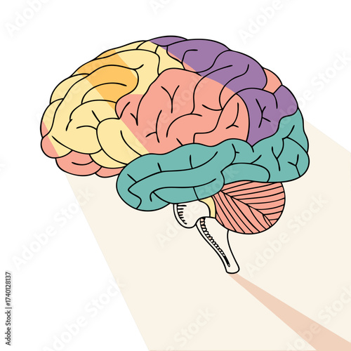 A stylized, lateral view of a human brain dominates the frame, segmented into pastel-colored regions: yellow, pink, purple, blue, and peach. Black outlines define the sections. A soft, angled light so