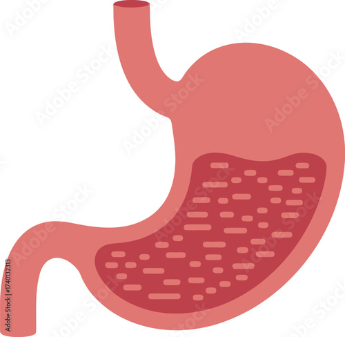 Human Stomach Organ Anatomy with Digestion Detail