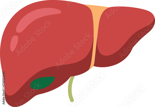  Human Liver Organ with Gallbladder Illustration