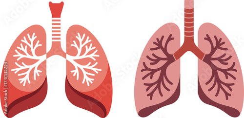  Pair of Human Lungs and Bronchial Tubes Illustration