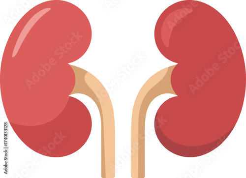 Pair of Human Kidneys Anatomical Illustration