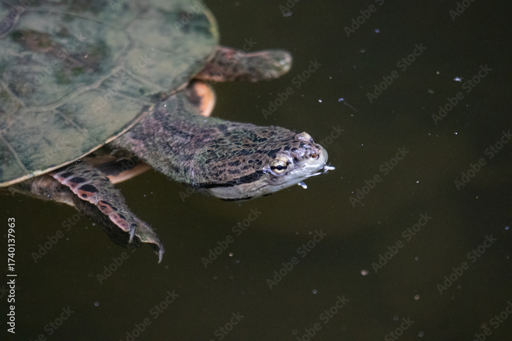 Fototapeta premium turtle in the water