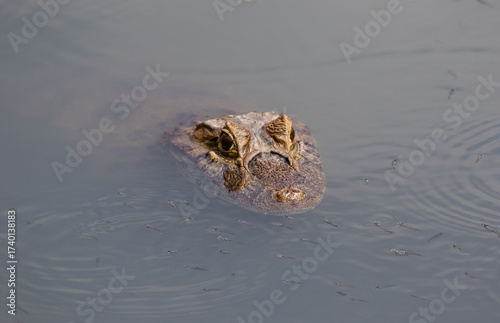 alligator stalking prey