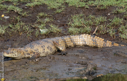 alligator in the swamp