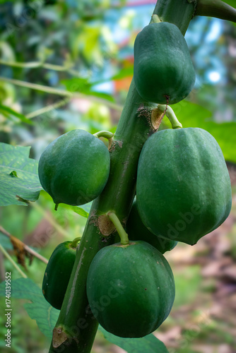 multiple green papaya fruits growing close together in a cluster on a papaya tree