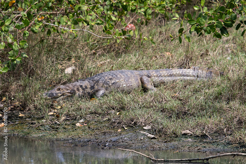 alligator sunbathing