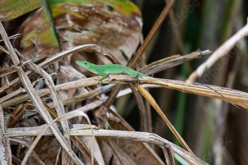 green lizzard