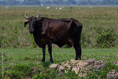 black cow