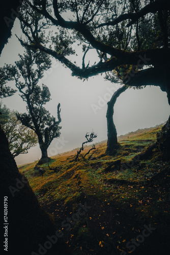 Misty morning in the enchanting Fanal Forest, located in the Laurisilva of Madeira, Portugal