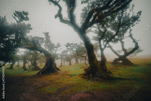 Misty morning in the enchanting Fanal Forest, located in the Laurisilva of Madeira, Portugal