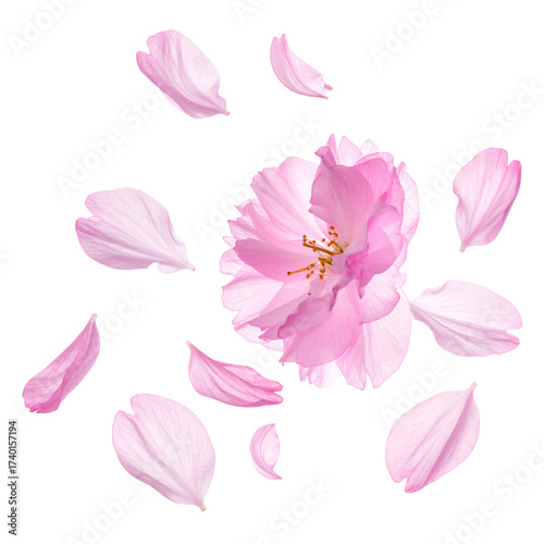 Delicate pink cherry blossom petals scattered around a central blossom