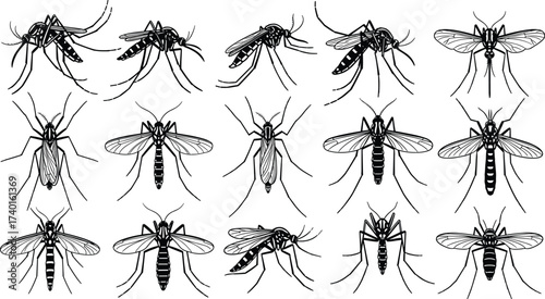 mosquito, insect, pest, bug, parasite, wings, vector, drawing, outline, silhouette, dengue, malaria, zika, tropical, disease, mosquito vector, insect artwork, tion set