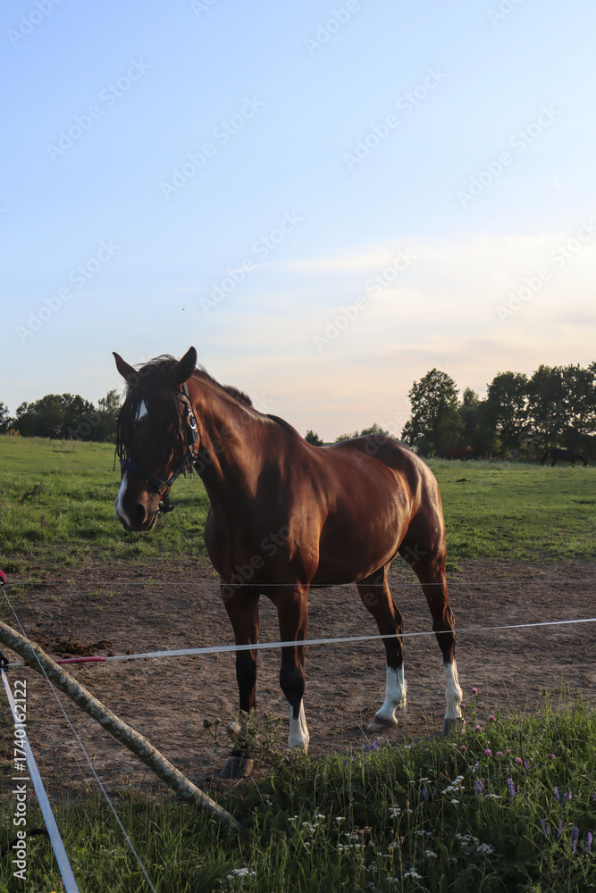 Fototapeta premium Beautiful brown horse on grass