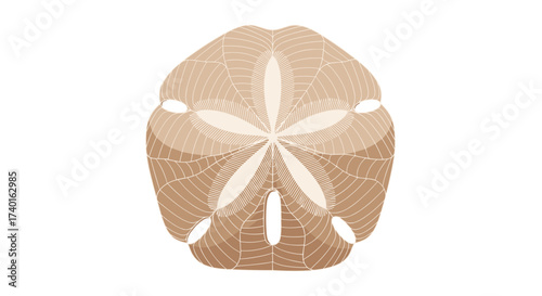 Detailed sand dollar sea urchin test vector illustration isolated on transparent background design svg