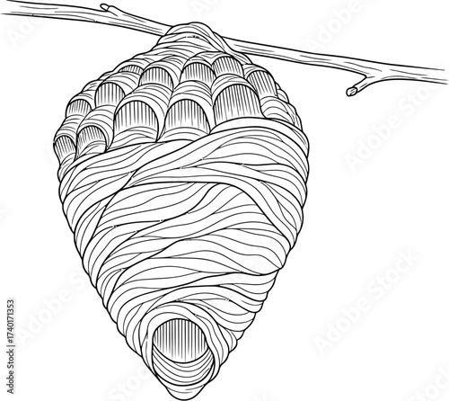 Detailed wasp nest hanging from a branch line art drawing